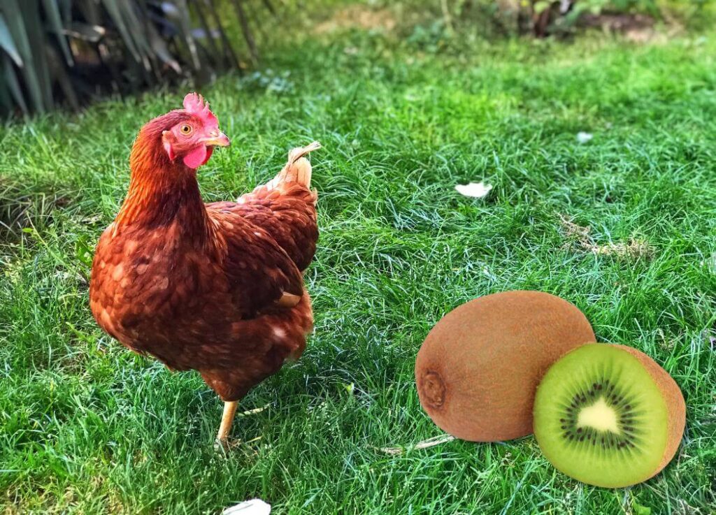 Can Chickens Eat Kiwi