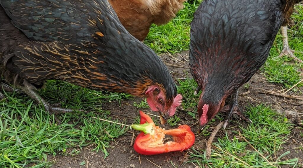 chickens-eating-treats-header